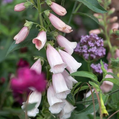6 cottage garden plants that thrive in shade – brighten up your garden with these flowering plants and foliage