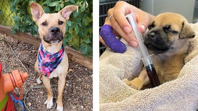 ​​Abandoned dog at shelter hailed a hero for donating blood to anemic puppy