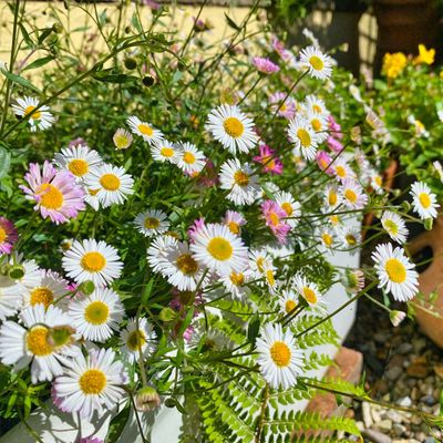 This affordable perennial will fill your pots with flowers in no time – and make them look effortlessly expensive