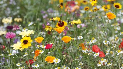 Plant these 7 fast-growing annuals now for copious blooms in late summer and throughout fall, as recommended by a professional gardener