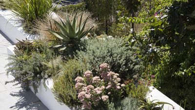 How to turn an inhospitable hellstrip into an attractive extension of your yard – expert advice on designing, planting and staying within the law
