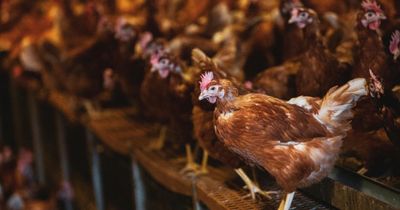 Calls for polluters to pay up as rule-breaking mega farms across Scotland revealed