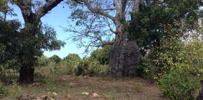 Zanzibar’s baobab trees used to be a valued part of society – drone images help prove it