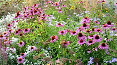 It's not too late to sow perennials and biennials in July to fill your borders with returning blooms – here are my picks for 7 flowers to plant this month