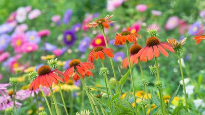 July gardening jobs – 8 essential tasks to keep your plot looking its best this summer