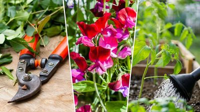 July gardening jobs – 8 essential tasks to keep your plot looking its best this summer