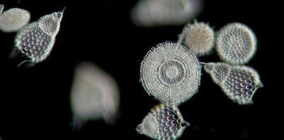 Plankton can investigate crime, affect the climate and influence science
