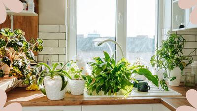 How to care for houseplants in a heatwave: 5 ways to protect plants from extreme temperatures