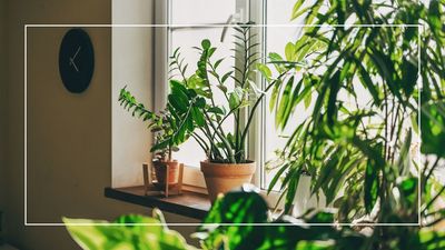 How to care for houseplants in a heatwave: 5 ways to protect plants from extreme temperatures