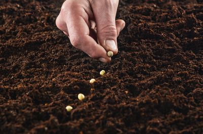 How To Get Free Seeds From The Government