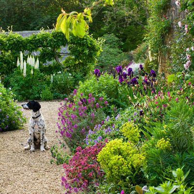 5 biennials to plant in July and create a garden bursting with colourful blooms
