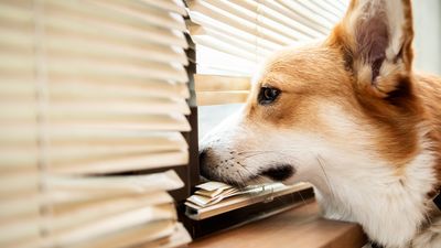 Study reveals a staggering number of dogs display anxious behavior – one pet food company are proposing a solution