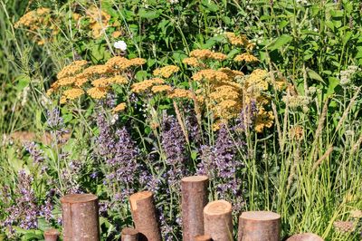 More Mediterranean and drought planting features in garden show as heatwave hits