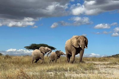 British trophy-hunters shoot dozens of endangered animals including elephants, bears, baboons and cheetahs