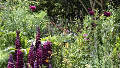 Pest control experts urge gardeners to take immediate action to control these 5 common summer garden menaces