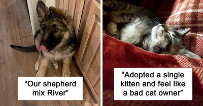 50 Joyful Faces Of Pets Who Finally Found Their Forever Homes (June Edition)