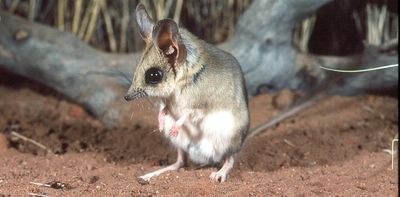 Australia’s cutest mammal is now Australia’s cutest three mammals