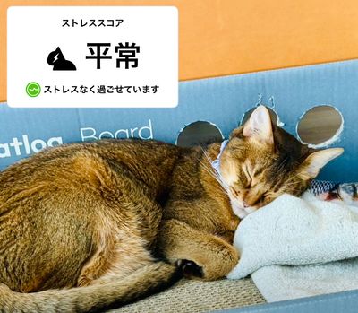 AI-powered Catlog smart collar now notifies you if your cat feels stressed