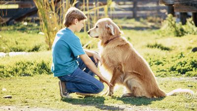 Heartwarming 1993 classic Homeward Bound: The Incredible Journey airs on ABC tonight