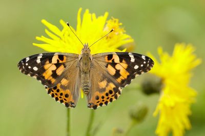 Five rare butterflies to keep an eye out for this summer as UK numbers decline
