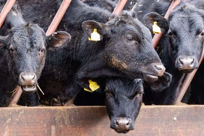 First case of highly infectious viral disease detected on French cattle farm