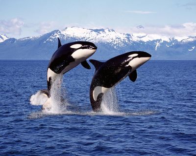 I was a big orca fan – but their skincare regime is giving me the ick