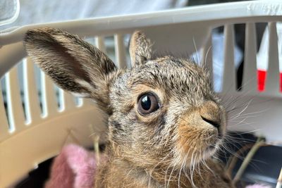 Farmer delivers ‘little miracle’ baby hare in emergency roadside Caesarean