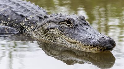 ‘This is a concentration camp’: Horror over Florida’s nightmare ‘Alligator Alcatraz’ designed to kill inmates