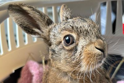 Farmer performs emergency C-section on dead hare to deliver ‘miracle’ baby
