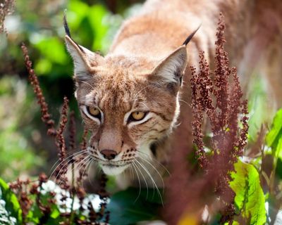 England wildlife regulator chair ‘enthusiastic’ about lynx rewilding