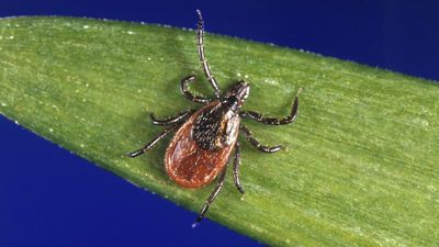 Greek health authorities issue alert after man dies of rare tick-borne illness