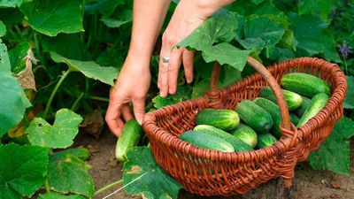 These tips for how to store cucumbers will mean fewer trips to the store to stock up on salad ingredients – some might surprise you