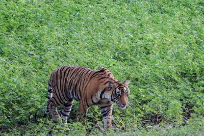 Three villagers arrested after mass poisoning of family of tigers in India