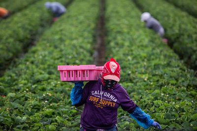 Trump Says Migrant Farmworkers May Get 'Temporary Pass': 'I'm the Strongest Farmer Guy That There's Ever Been'