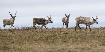 What’s at risk for Arctic wildlife if Trump expands oil drilling in the fragile National Petroleum Reserve-Alaska