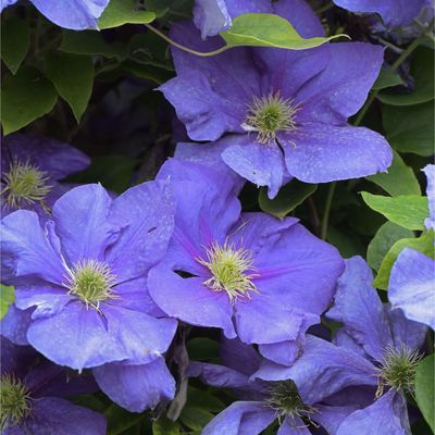 5 of the best climbing plants for shade – these flowering climbers thrive on a shady wall, fence or screen