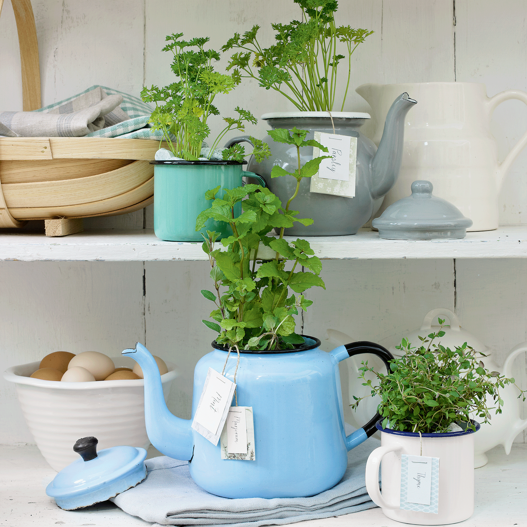 10 plants to propagate in July – save your money and fill your garden for free with these cuttings