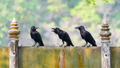 Which animals can count and understand simple math?