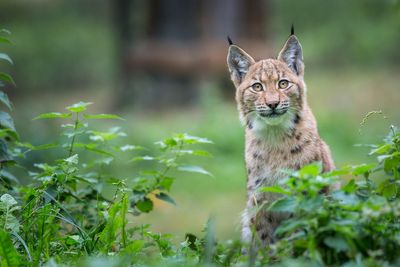 Labrador-sized big cat could be reintroduced into wild in UK within two years