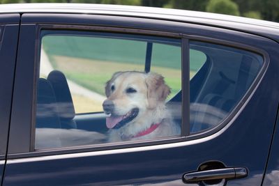 Dog owners given heatwave warning after French Bulldog dies in car