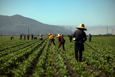 ICE Raids Leave California Farms With Unharvested Crops as Migrant Workforce Hides To Avoid Deportations