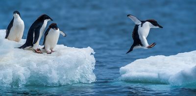 ‘Completely unexpected’: Antarctic sea ice may be in terminal decline due to rising Southern Ocean salinity