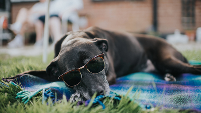 Vet shares 6 ways to keep your dog cool in the summer (using things you already have)