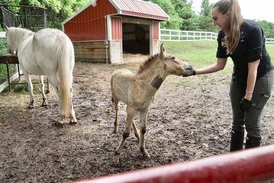 Abandoned wild horse foal finds new mother at the zoo