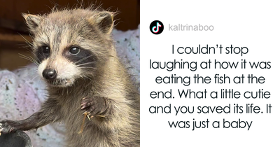 If You’re Having A Rough Day, This Raccoon’s Bond With His German Shepherd Dad Might Lift You Up