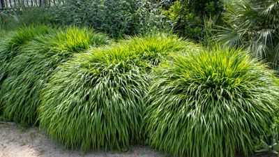 How to grow Japanese forest grass – for an elegant problem-solver plant that thrives in shady borders