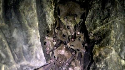 New viruses identified in bats in China