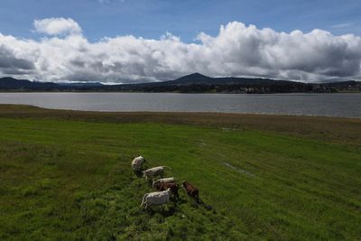 Cattle imports into US resume after flesh-eating parasite fears