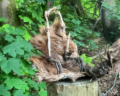 Country diary: Like wrecked prizes, the body parts of pheasants litter the landscape