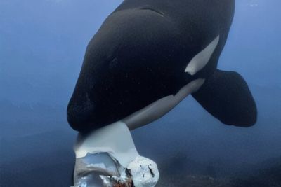 Killer whales found sharing food with humans for first time in groundbreaking study